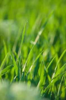 Close up of fresh thick grass with water drops in the early morning