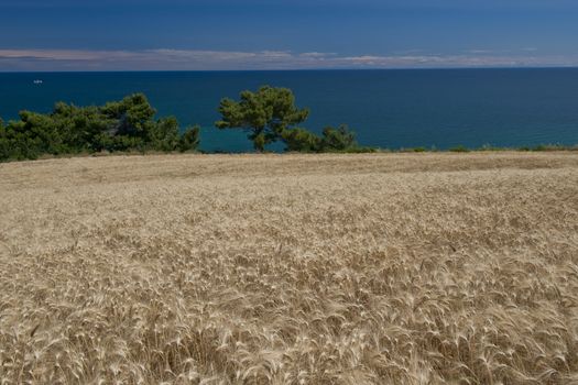 Cornfields and panorama over the bay of Portonovo in the Conero Riviera, Italy