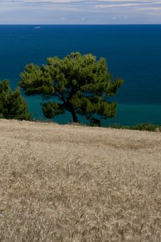 Cornfields and panorama over the bay of Portonovo in the Conero Riviera, Italy