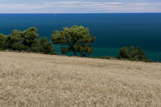 Cornfields and panorama over the bay of Portonovo in the Conero Riviera, Italy