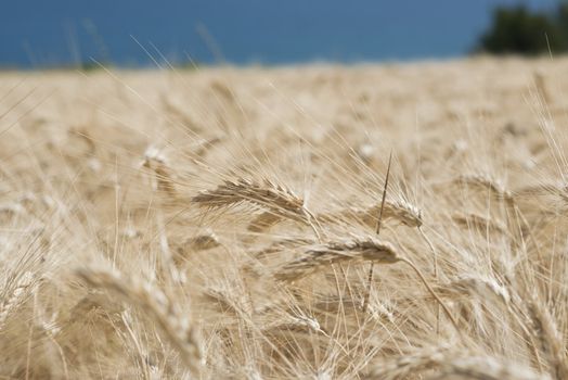 Ear of wheat in a cornfield in Conero Riviera