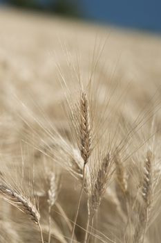 Ear of wheat in a cornfield in Conero Riviera