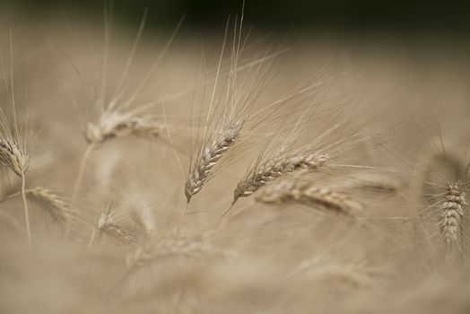 Ear of wheat in a cornfield in Conero Riviera