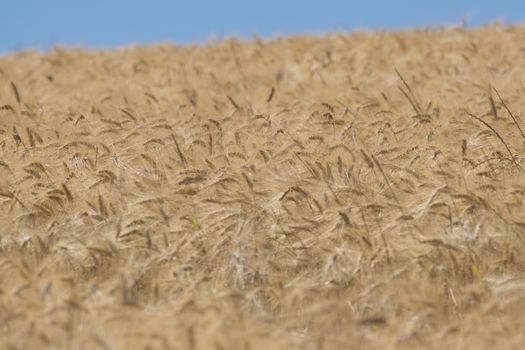 Ear of wheat in a cornfield in Conero Riviera