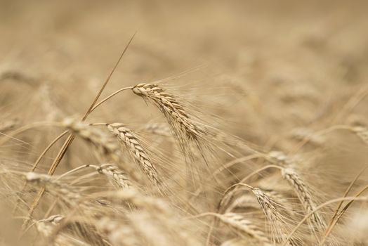 Ear of wheat in a cornfield in Conero Riviera