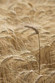 Ear of wheat in a cornfield in Conero Riviera