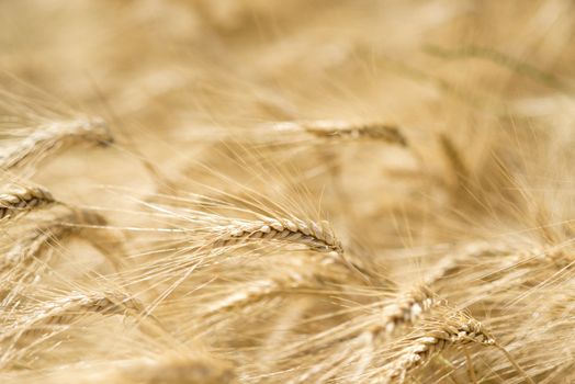 Ear of wheat in a cornfield in Conero Riviera