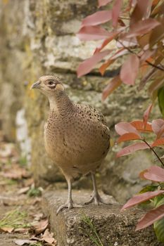 Female Pheasant in Isola Maggiore on the Trasimeno Lake of Umbria, Italy