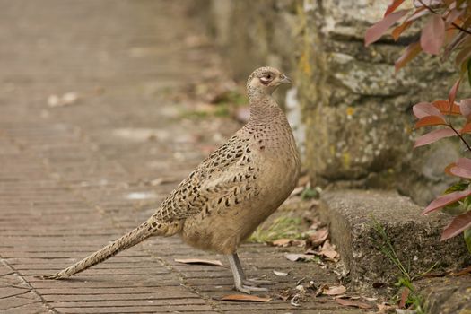 Female Pheasant in Isola Maggiore on the Trasimeno Lake of Umbria, Italy