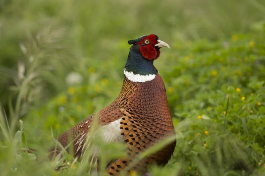 Pheasant in Isola Maggiore on the Trasimeno Lake of Umbria, Italy