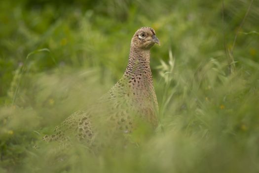 Female Pheasant in Isola Maggiore on the Trasimeno Lake of Umbria, Italy