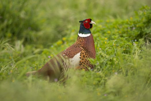 Pheasant in Isola Maggiore on the Trasimeno Lake of Umbria, Italy