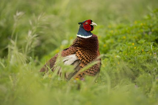 Pheasant in Isola Maggiore on the Trasimeno Lake of Umbria, Italy