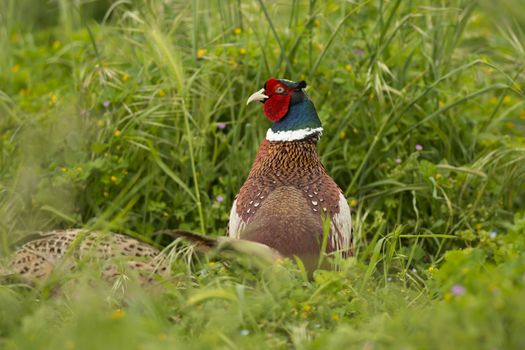 Pheasant in Isola Maggiore on the Trasimeno Lake of Umbria, Italy