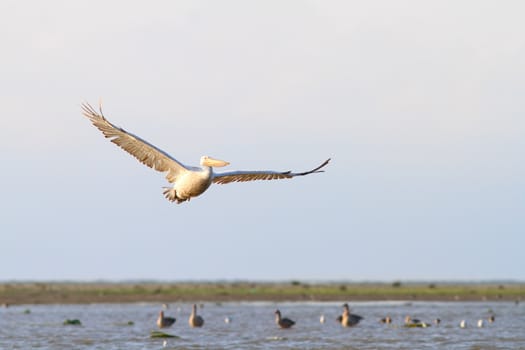 beautiful white pelican in flight at Sahalin island, Danube Delta