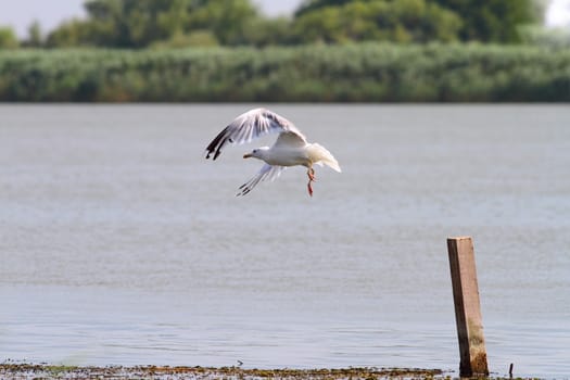 white gull taking flight from a wood pile on Danube river, Romania