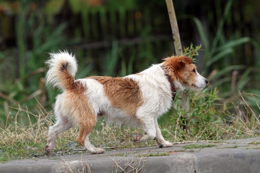 striped brown and white little dog walking