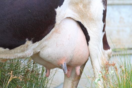 detail of a big udder full of milk