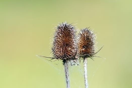 closeup of faded thistle over green defocused background