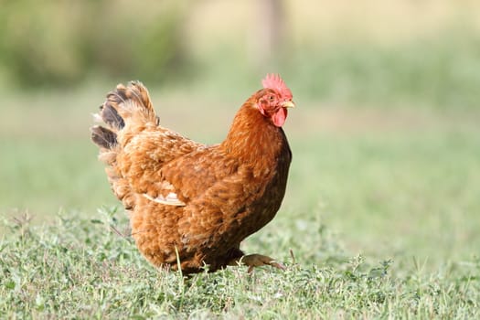 colorful hen walking on green lawn - short depth of field