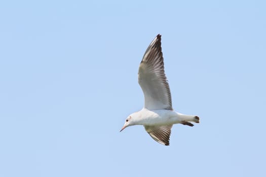 big beautiful gull in flight over blue sky background