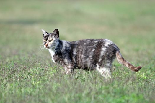 colorful mottled kitty standing on a green lawn
