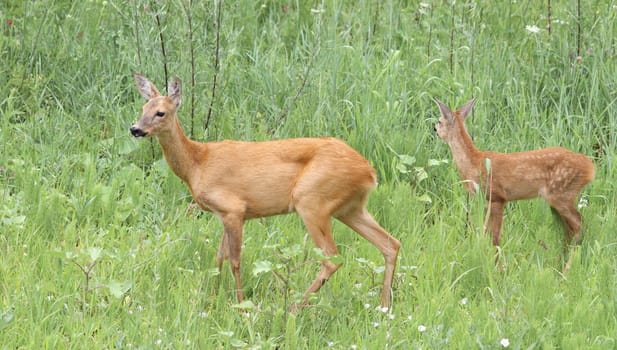 roe deer doe ( capreolus ) and fawn standing aTtentive in the grass