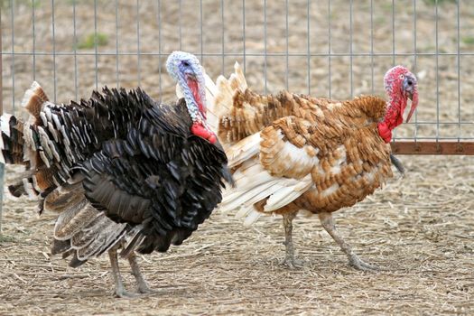 two male turkyes of different color standing together in the farm yard