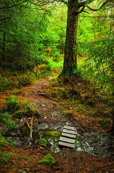 Deep inside a pine forest, dark and damp. Vertical image