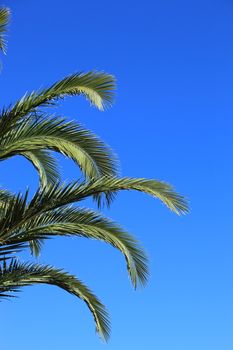 Fresh arching green palm fronds against a sunny blue summer sky symbolic of a tropical vacation