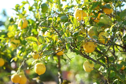 Fresh ripe yellow lemons growing on a citrus tree in a garden orchard or farm, closeup view