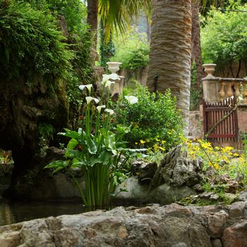 Delicate white arum lilies growing in a garden rock pool with lush green trees and tropical palms with a gate and entrance visible behind