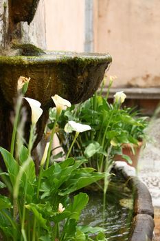 Pretty white arum lilies growing in an ornamental stone pond in a formal garden