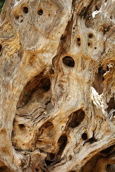 Background texture of gnarled knotty convoluted wood full of holes and character for a decorative botanical feature