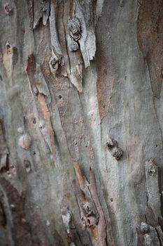 Background of peeling tree bark in shades of grey and brown forming a protective covering on a tree trunk