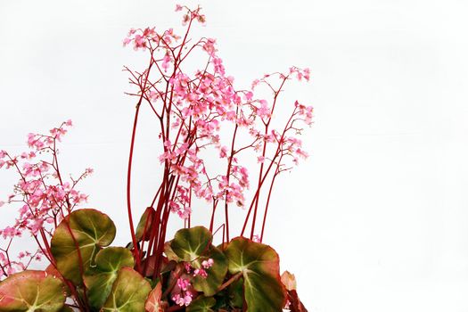 Cluster of delicate pretty pink pelargonium flowers above variegated leaves isolated on white with copyspace