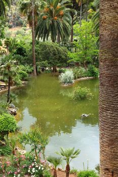 Tranquil pool in a landscaped garden surrounded by tropical plants reflected in the still water