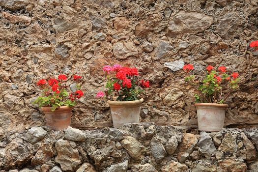 Colourful potted red geraniums in old terracotta pots standing on an outdoor ledge on an old stone garden wall