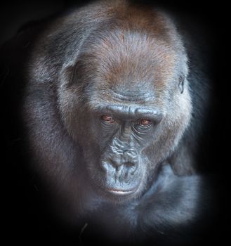 Portrait of an adult gorilla on a black background