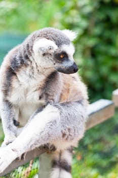 Portrait of a lemur against green vegetation