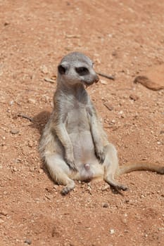 male suricata sits on sand