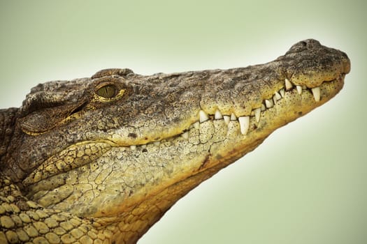 Picture of the head of an dangerous alligator