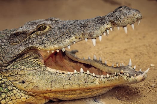 a great nile crocodile with open jaws