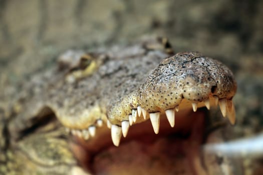 detail of a big nile crocodile opening the mouth