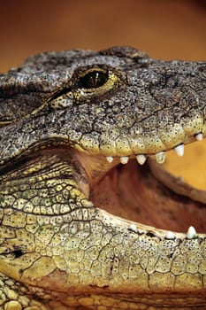 close up of the head of a nile crocodile opening the mouth