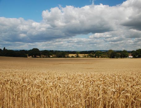 Clouds gather over a field of golden wheat in the English countryside