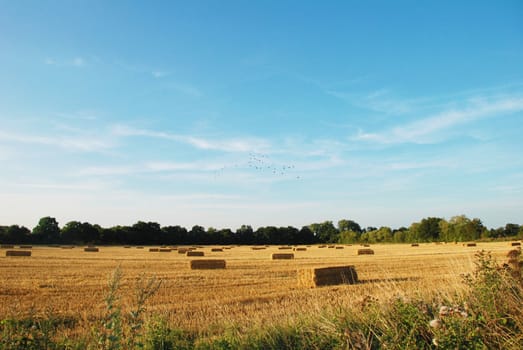 Flock of birds flying above straw bales in a field