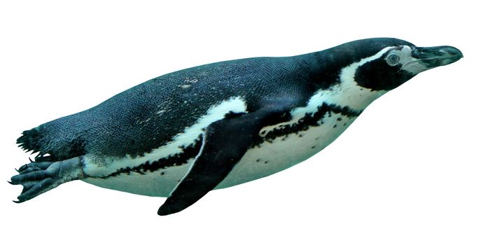 Underwater swimming spheniscus humboldt penguin isolated in white background
