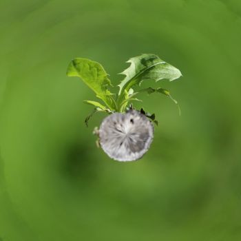 Big green leaves alive on a small planet