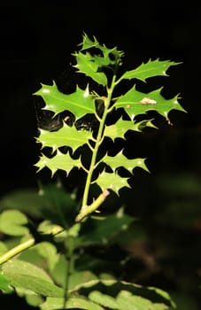 Close up of holly with sunlight in a forest